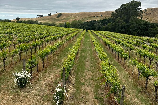 San Francisco: Full Day Coastal Redwoods & Wine Country Tour - Why the small group changes the day