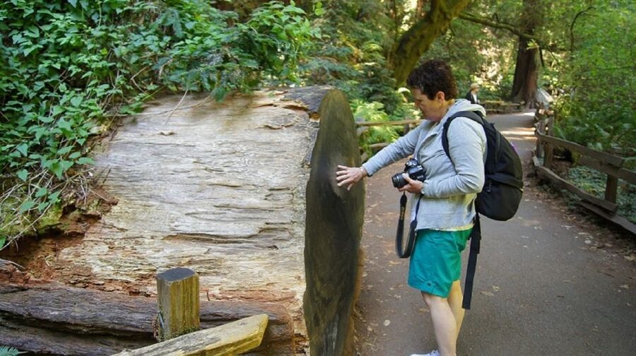 San Francisco: Guided Coastal Redwoods & Wine Country Tour - Armstrong Redwoods and the Colonel Armstrong tree