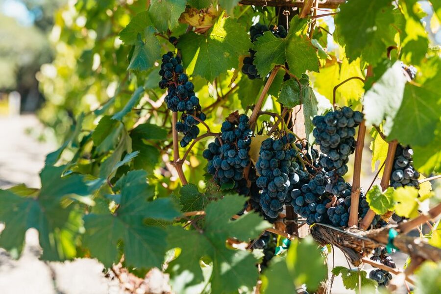 San Francisco: Half-Day Wine Country Excursion with Tastings - Leaving Fisherman’s Wharf for the Golden Gate Bridge