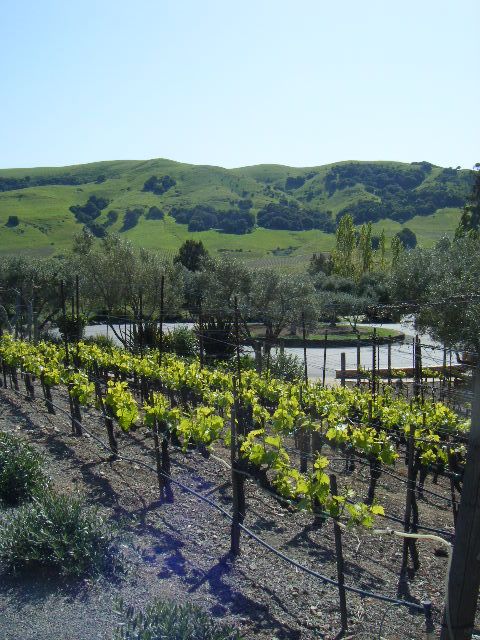 San Francisco: Half-Day Wine Country Tour with Wine Tastings - Food, comfort, and practical limits