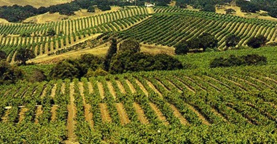 San Francisco: Half-Day Wine Country Tour with Wine Tastings - What the five-hour schedule really means