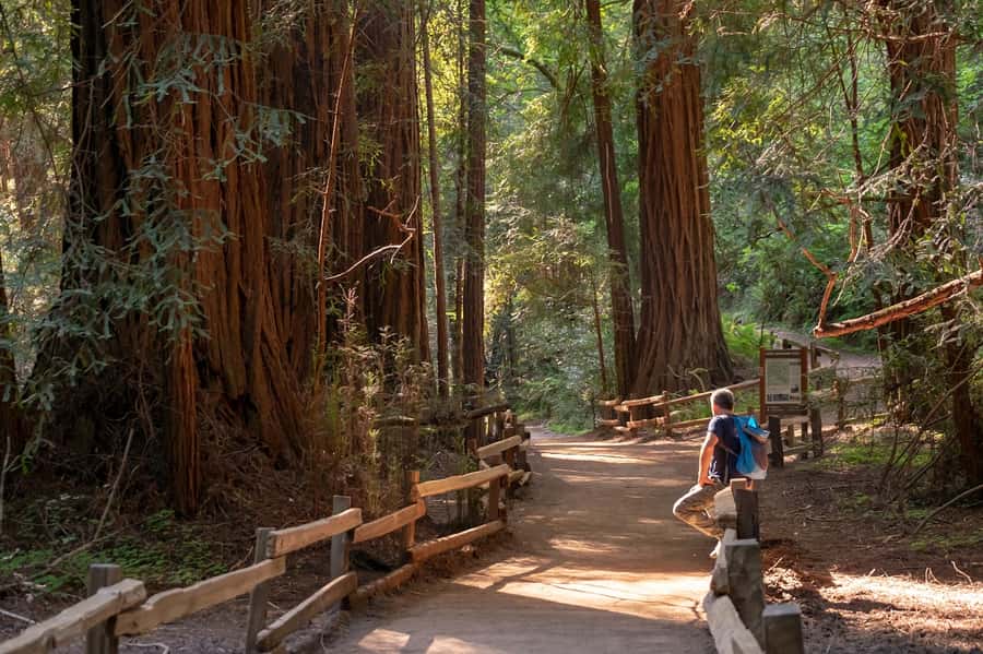 San Francisco: Redwood & Wine Country Tour with Lunch & Wine - Key points at a glance