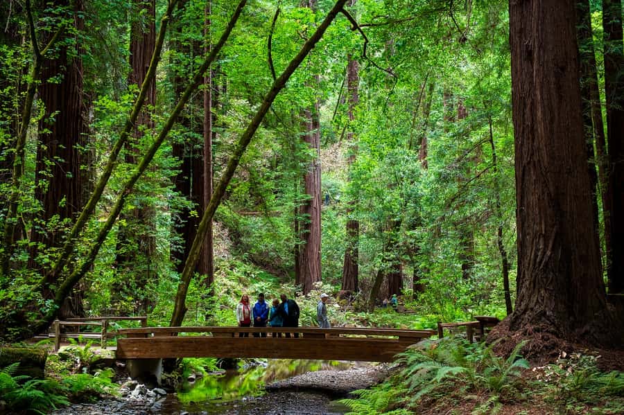 San Francisco: Redwood & Wine Country Tour with Lunch & Wine - What this $259 day actually gives you