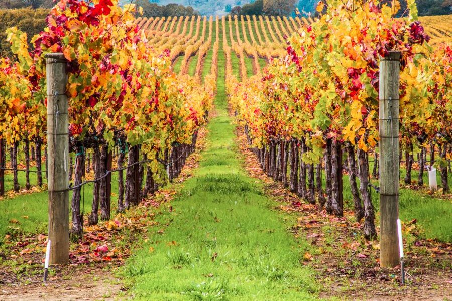 San Francisco: Sonoma Wine Country Tour with Tastings - Who should book this Sonoma day trip?