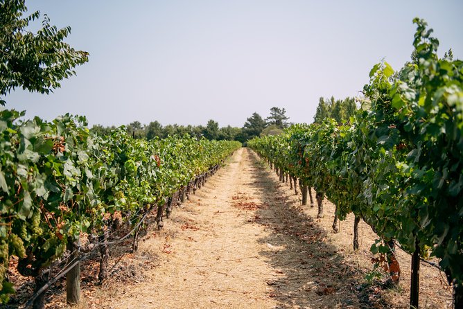 San Francisco Super Saver: Muir Woods & Wine Country w/ optional Gourmet Lunch - Is $179 good value?