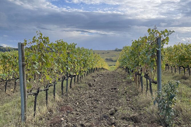 San Gimignano: Vineyard and Cellar Tour with Wine Tasting - Inside the cellar: from grape to bottle