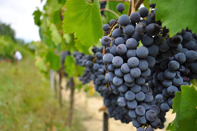 San Gimignano: Vineyard and Cellar Tour with Wine Tasting - Vinsanto and cantuccini finish the tasting