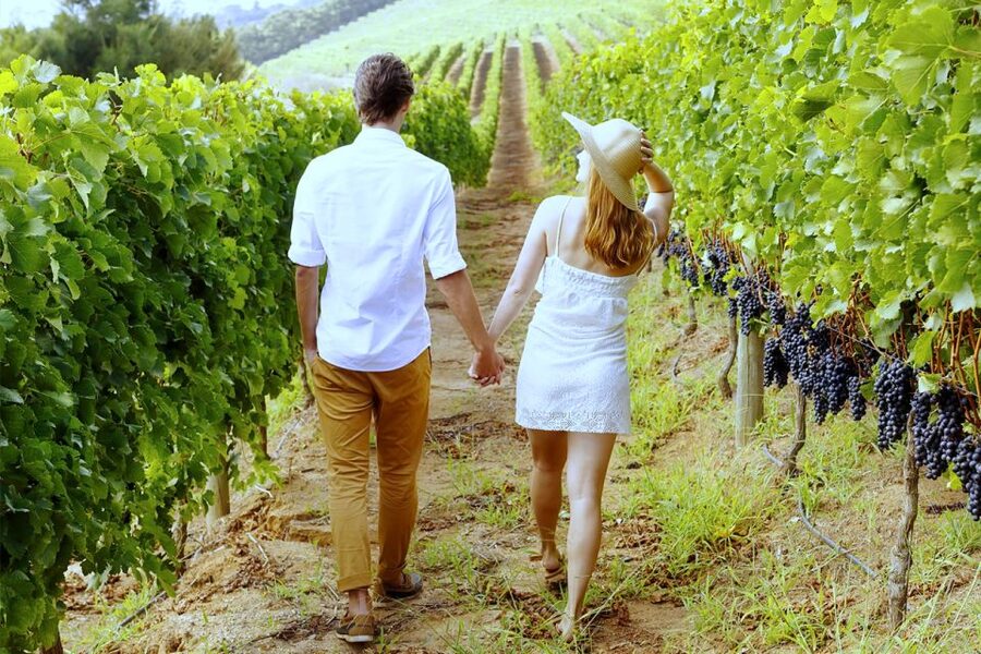 San Gimignano: Vineyard Walk with Wine Tasting in winery - A spiral vineyard outside San Gimignano