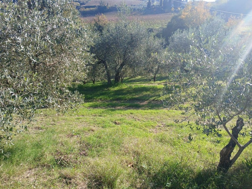 San Gimignano: Winery Visit with Picnic in Olive Grove - Key points to know