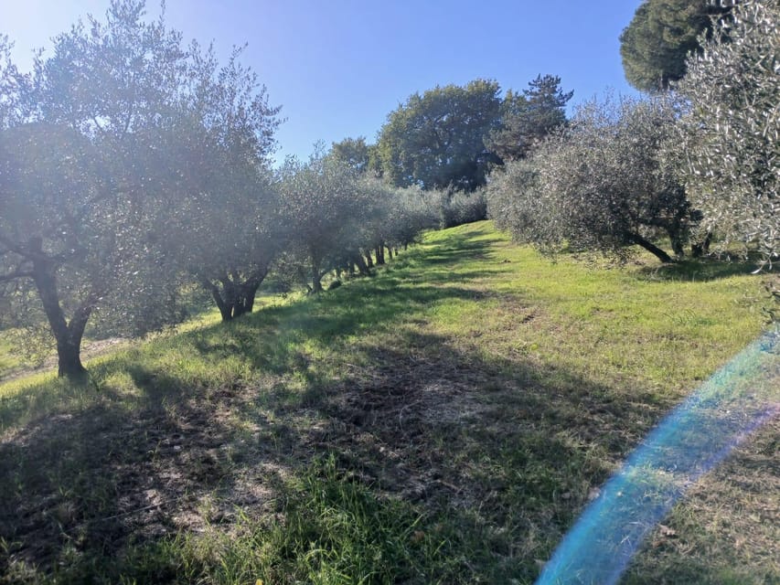 San Gimignano: Winery Visit with Picnic in Olive Grove - Choosing your place beneath the olive trees