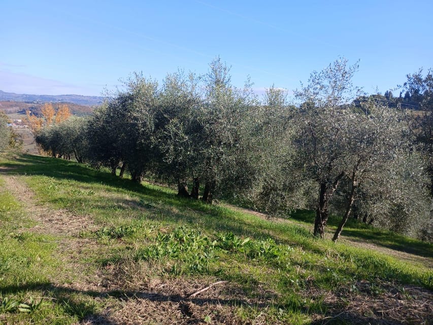 San Gimignano: Winery Visit with Picnic in Olive Grove - Practical advice before you book