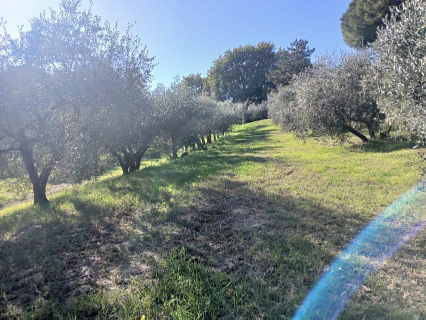 San Gimignano: Winery Visit with Picnic in Olive Grove - Arriving at the family-run winery near San Gimignano