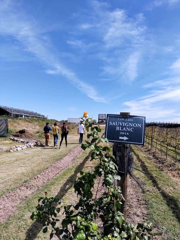 San Miguel de Allende: Local Vineyard Tour & Wine Tasting - One extra hour for lunch, shopping, and quiet views