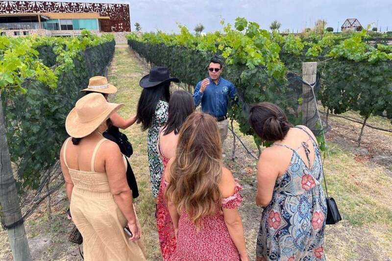 San Miguel de Allende: Local Vineyard Tour & Wine Tasting - Walking the vines at Tres Raíces