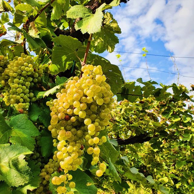 San Pietro di Feletto: Vineyard Tour with Cellar Visit - Arriving at the Mani Sagge estate in San Pietro di Feletto