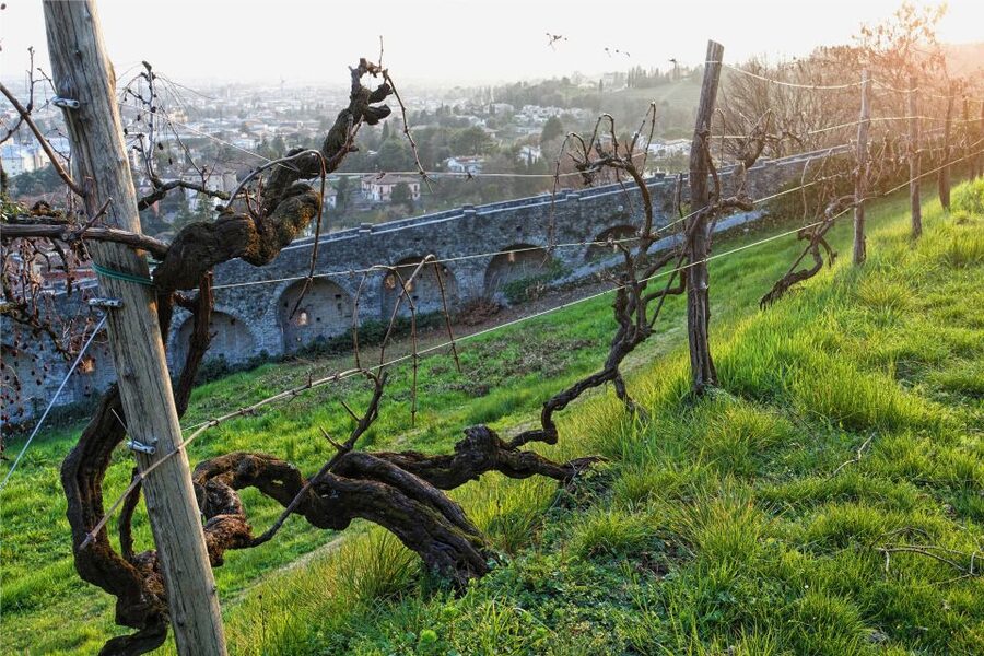 San Pietro di Feletto: Vineyard Tour with Cellar Visit - The underground cellar and family approach