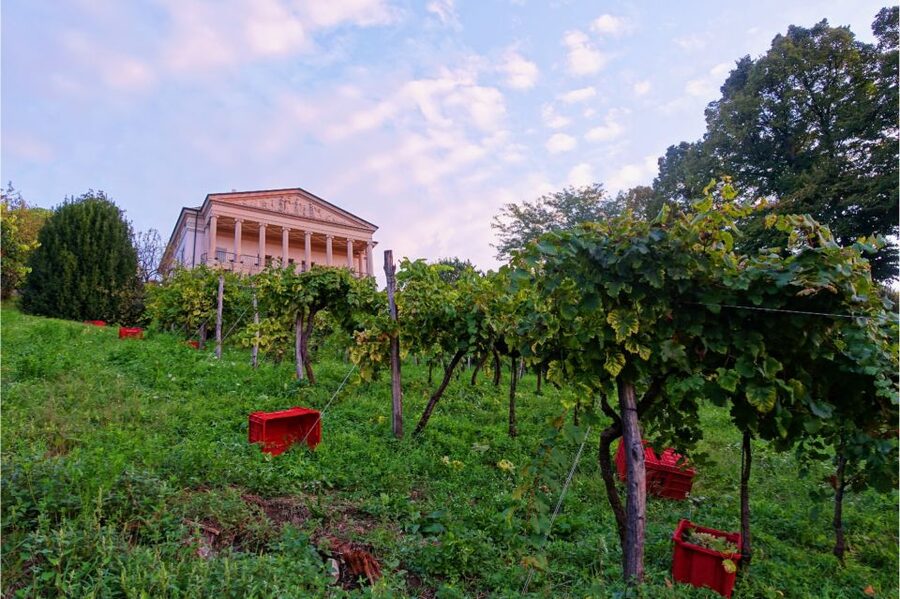 San Pietro di Feletto: Vineyard Tour with Cellar Visit - Is $70 per person a fair price?