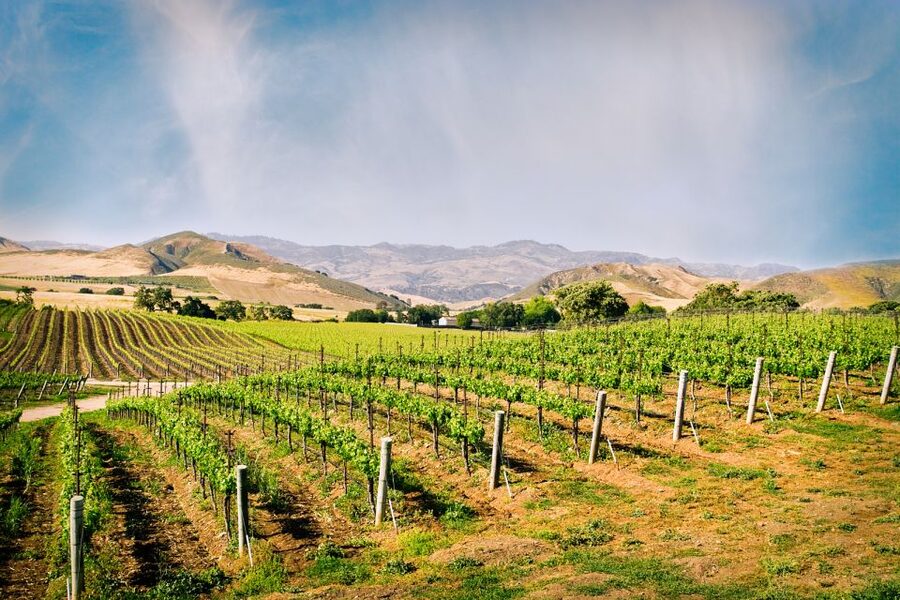 Santa Barbara: Wine Country Tour with Lunch - Why the small group matters