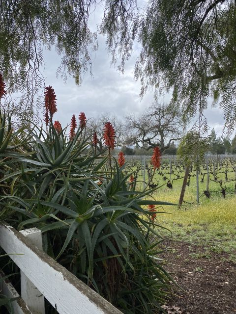 Santa Barbara: Wine Country Tour with Lunch - A useful introduction for wine beginners