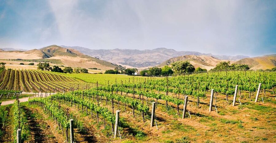 Santa Barbara: Wine Country Tour with Lunch - Lunch at the third stop