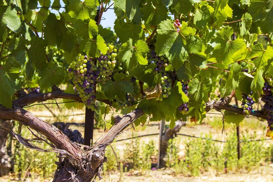 Santa Barbara: Wine Country Tour with Lunch - Who will enjoy this Santa Barbara wine tour?