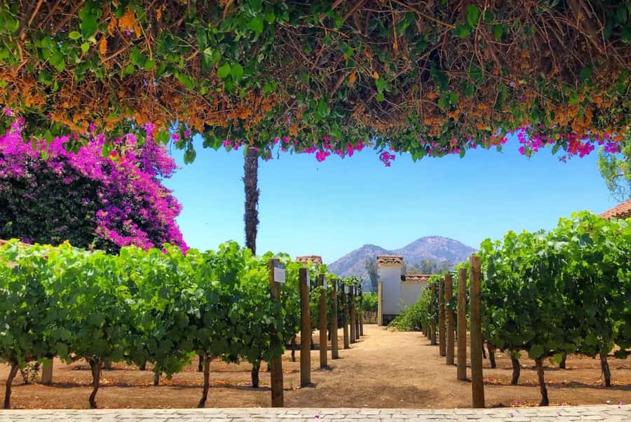 Santa Rita Vineyard Tour: History, Wine, and Outdoor Picnic - Why Santa Rita works as a day trip