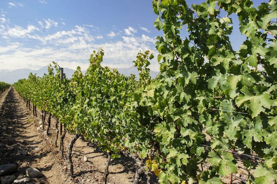 Santiago: Concha y Toro and Undurraga Vineyards Tour - Small details that can improve your day