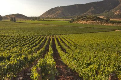 Concha y Toro and Undurraga Vineyards Tour