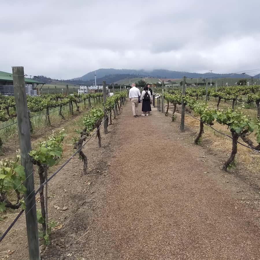 Santiago: Cousiño Macul Vineyard Premium Tasting Tour - What the strongest personal service adds