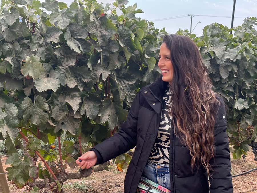 Santiago: Maipo Valley Wine Tasting Tour with 4 Vineyards - Quick points to know