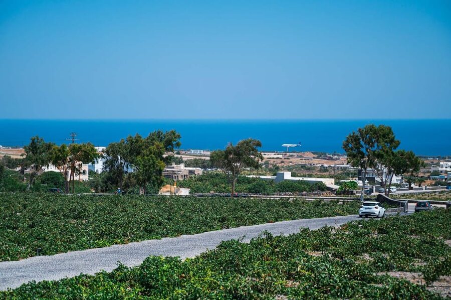 Santorini Wine Tasting and Vineyard Tour - The Wine Museum Adds Much-Needed Context