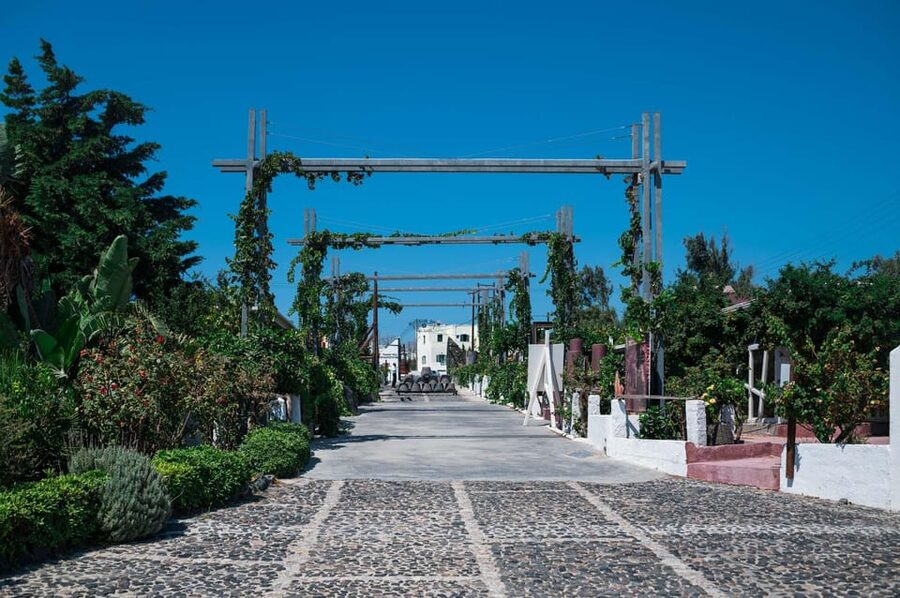 Santorini Wine Tasting and Vineyard Tour - Tasting Fourteen Wines Without Losing Track