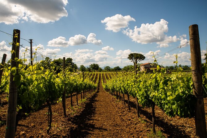 Sella delle Spine Taurasi: Tasting, Vineyard and Cellar Tour - What the vineyard walk adds