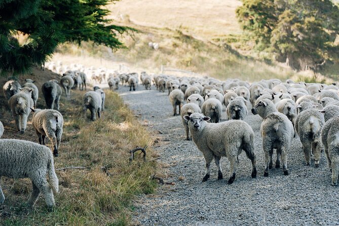 Sheep Farm Day Trip from Christchurch + Lunch and Winery visit. - What guides Simon and James add to the day