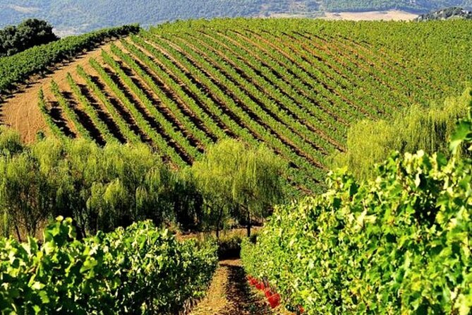 Sicilian Winery Tour with Wine Tasting from Palermo - Key points to know before you book
