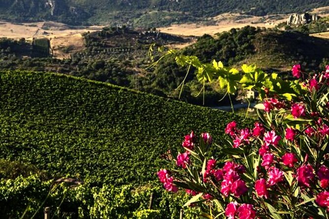 Sicilian Winery Tour with Wine Tasting from Palermo - Why the organic labels and grape names matter