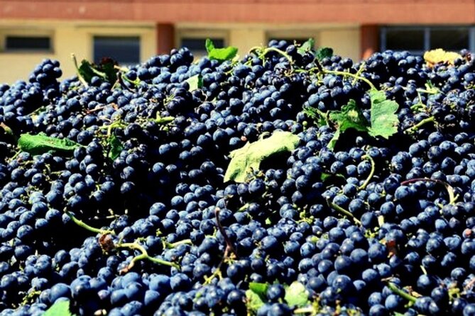 Sicilian Winery Tour with Wine Tasting from Palermo - The strongest parts of the experience