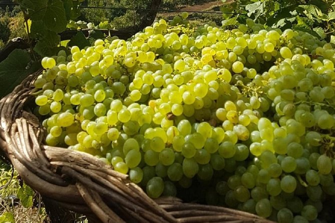 Signature Wine Tastings, Skywalk, Nature 4x4 Open Roof Expedition - Serra de Água and the mountain ride