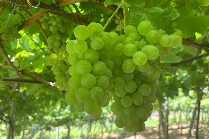 Signature Wine Tastings, Skywalk, Nature 4x4 Open Roof Expedition - Lunch, timing, and the cost of a full day