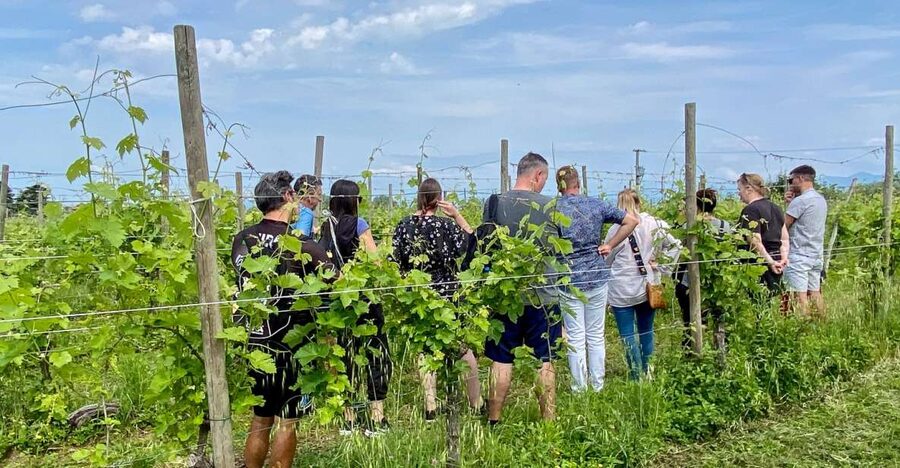 Sirmione: Vineyard Tour with Lugana Wines and Local Tastings - Starting among the Turbiana vines