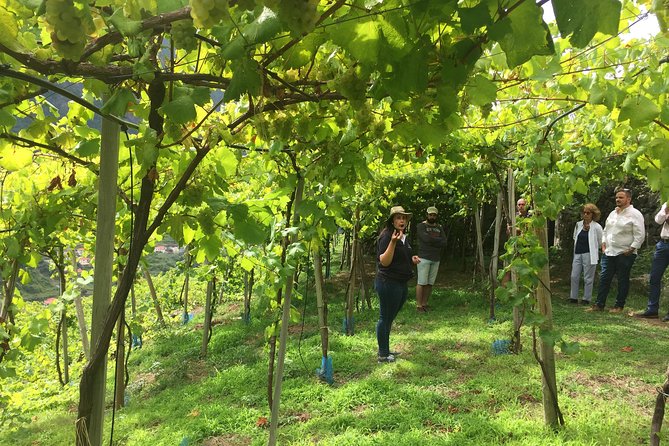 Skywalk with Wines Tasting and Vineyards Half day 4x4 Adventure - São Vicente and the steep vineyards of Quinta Barbusano
