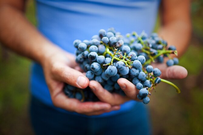 Small-Group Giant Redwoods and Russian River Wine Country Trip - Is $189 a fair price?