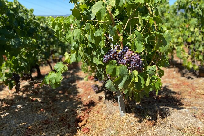 Small Group Guided E-bike Tour in Nice's Organic Vineyard - Meeting the winemaker at a working family estate