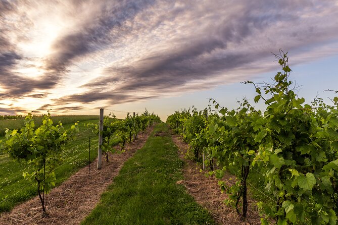 Small-Group Vineyard and Orchard Tour with Wine Tasting in Muscoda - Four wines with the walk