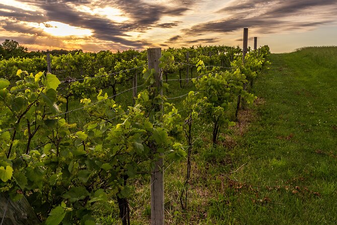 Small-Group Vineyard and Orchard Tour with Wine Tasting in Muscoda - Starting at the Wild Hills tasting room