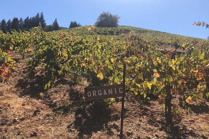 Small-Group Wine Country Tour from San Francisco with Tastings - Sonoma Plaza gives the day a useful pause