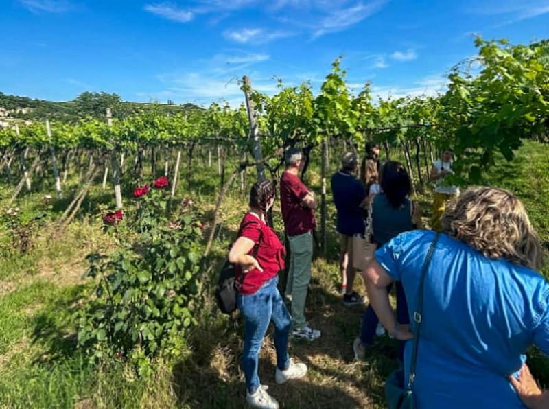 Soave: Wine Tasting and Vineyard Tour in Historical Centre - Key points at a glance