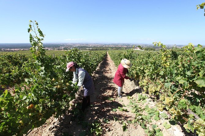 South Portugal Wine Route Private Full Day Tour from Lisbon - Timing, group size, and the questions I would ask