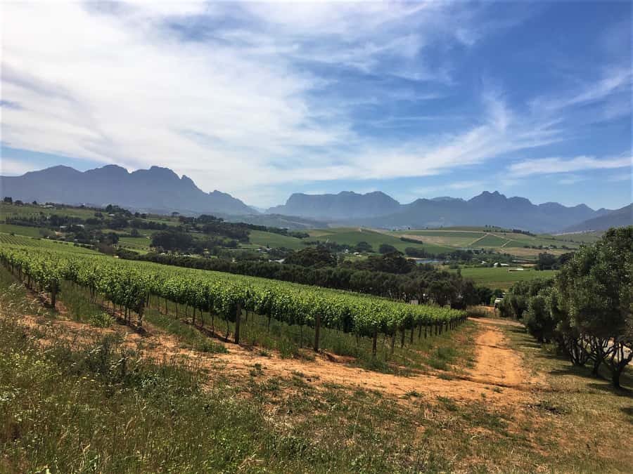 Stellenbosch: Devon Valley Vineyards Bicycle Tour w. Lunch - The first winery: wine tasting and cellar character