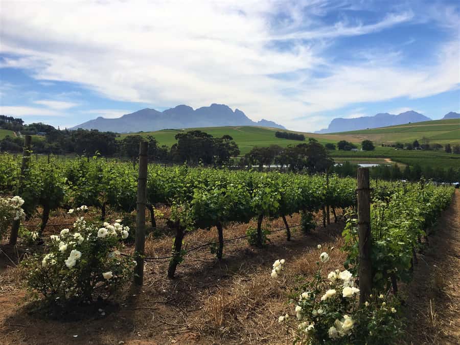 Stellenbosch: Devon Valley Vineyards Bicycle Tour w. Lunch - Riding through the valley between stops